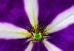 For Your Eyes Onl...