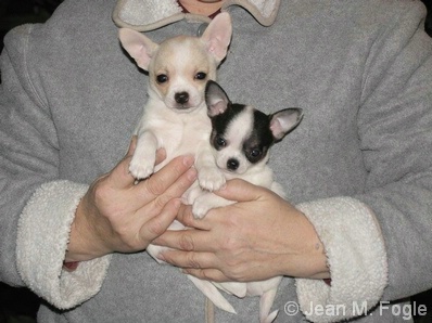 Chihuahua puppies being held