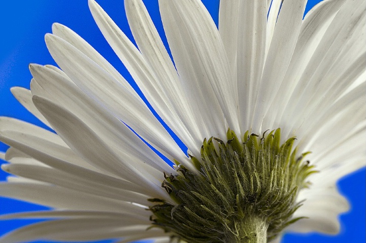 White Daisy