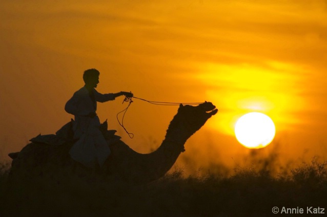 Camel Racing - ID: 4390003 © Annie Katz