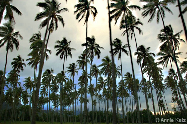 Palm Grove - ID: 4390440 © Annie Katz