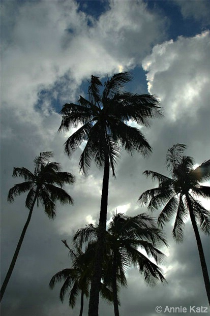 Stand of Palms - ID: 4390449 © Annie Katz