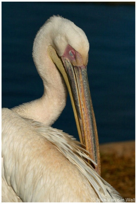 Grooming Pelican