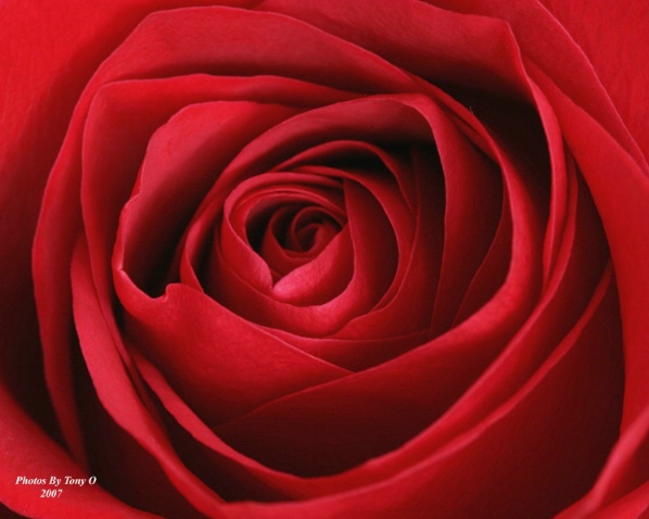 Roses Are Red II