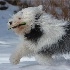 © Annie Katz PhotoID # 4394192: Emmylou with Frisbee