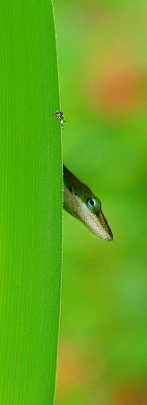 Photography Contest Grand Prize Winner - August 2007: Peek-a-boo!