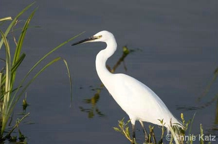Egret in the Reeds - ID: 4395086 © Annie Katz