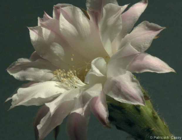 Easter Cactus Bloom - ID: 4396194 © Patricia A. Casey