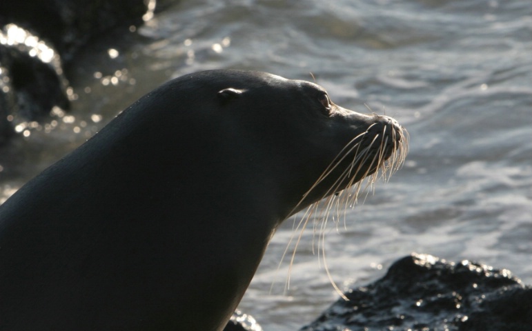 Galapagos Sea Lion