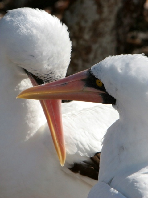 Galapagos Nazca Boobies