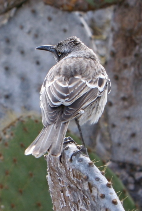 Galapagos Mockingbird