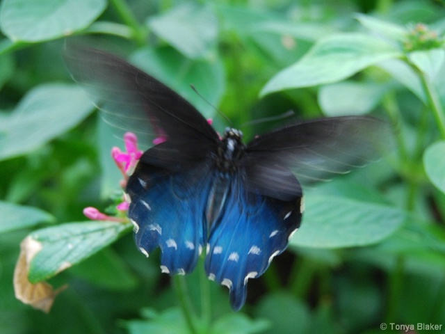 Butterfly at the Toledo Zoo