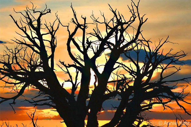Moab Sunset Tree - ID: 4397404 © Annie Katz