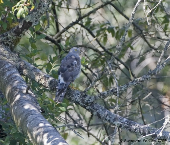 Northern Harrier (Male)