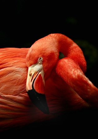 Flamingo