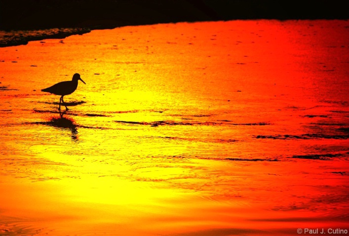 Pismo Sunset - ID: 4399547 © Paul Cutino