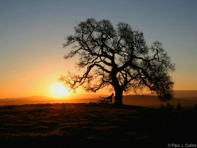 Old Oak - ID: 4399548 © Paul Cutino