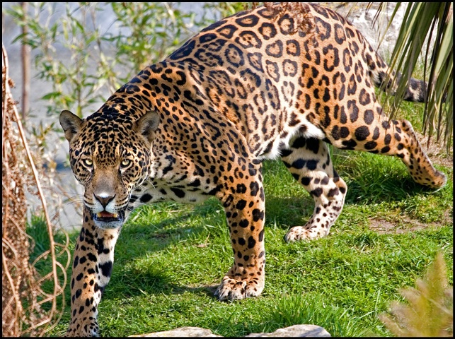 Jaguar