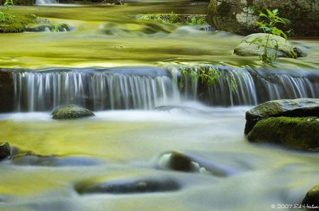 Green & Gold Reflections