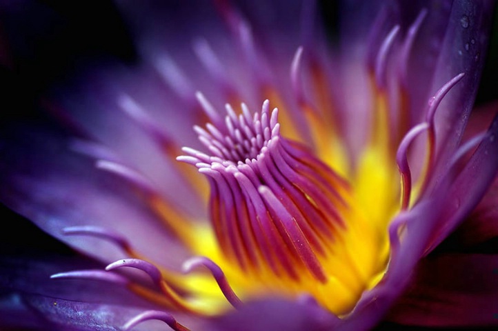Water Lily Glowing