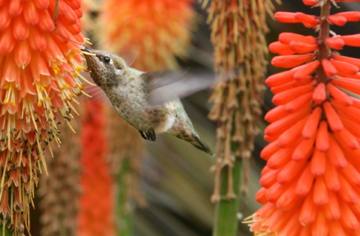 Poking a Red Hot Poker
