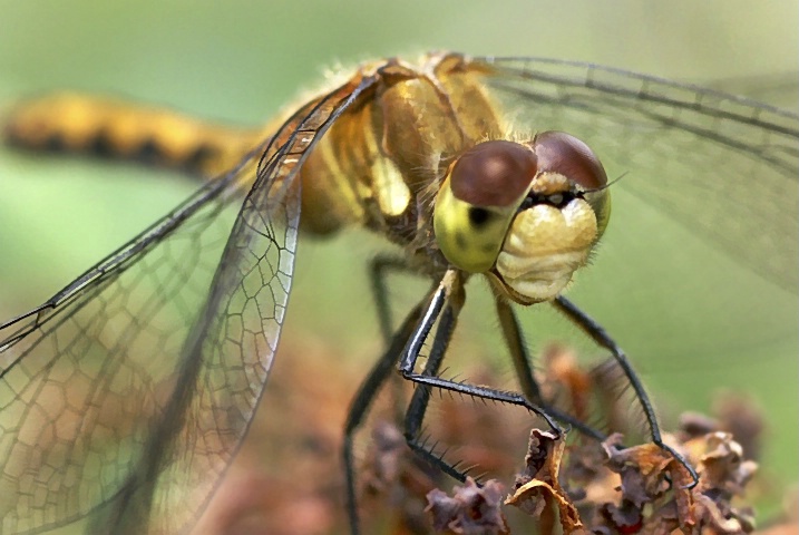 Dragonfly - ID: 4407381 © Laurie Daily