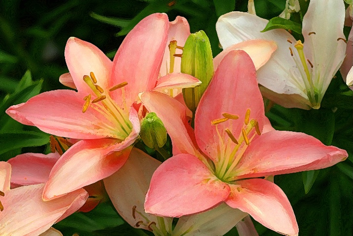 Pink Day Lily's