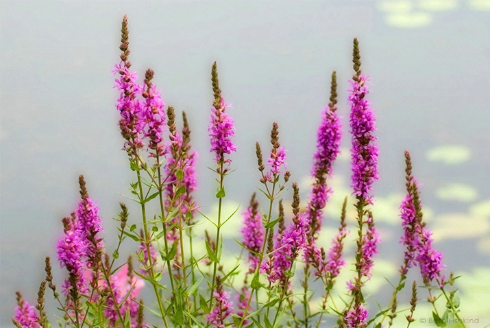 Flowers by the Pond, Jamaica Bay