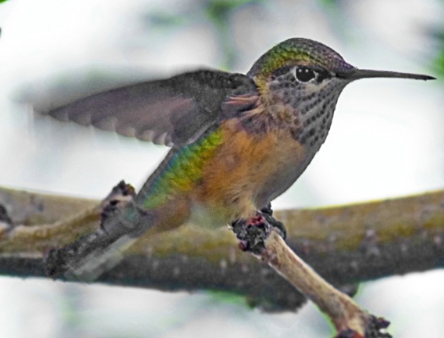 Hummer in front yard.