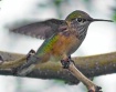 Hummer in front y...