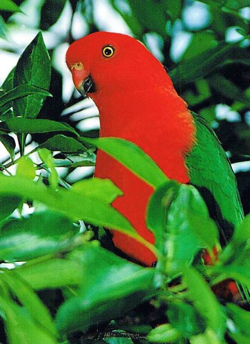 Aust. (male) King Parrot
