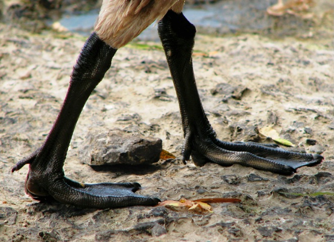 Goose walk