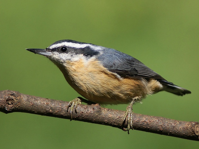 Red Breasted Nuthatch