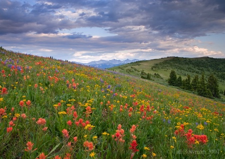 A Field of Hope