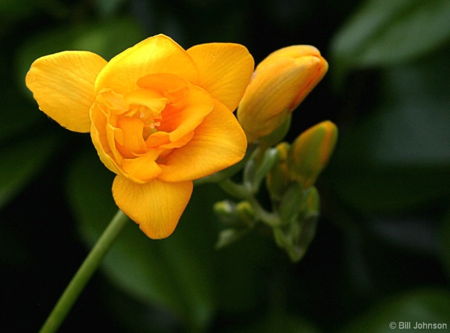 Golden Freesia