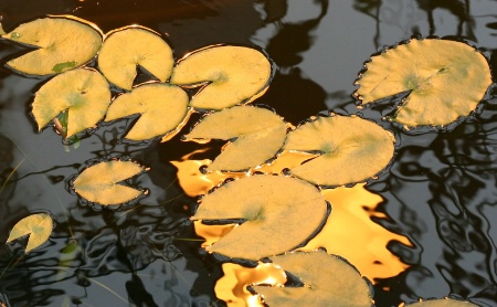 Golden reflections