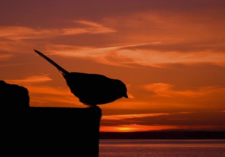 Sunset Chickadee