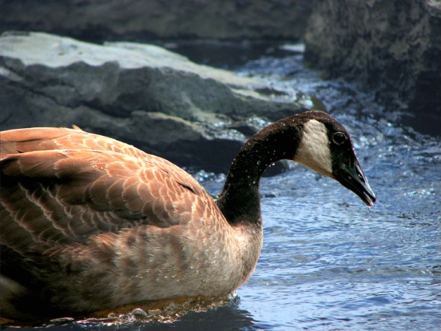 Leisurely Swim