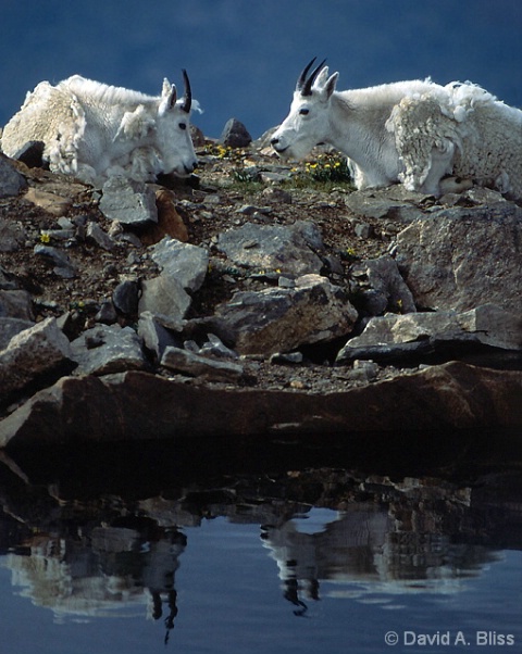 Goats Reflecting