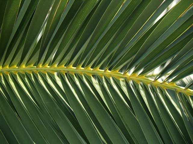 Palm leaf 2