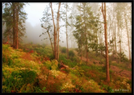 Misty Morning