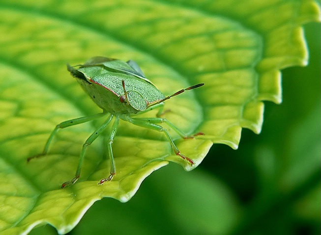 A peculiar guy