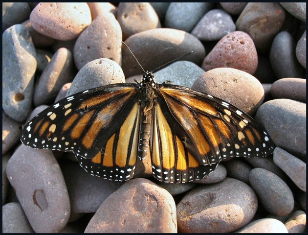 Beauty On The Rocks