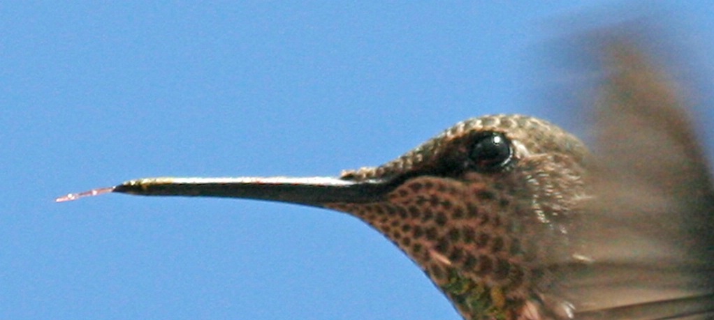 Hummingbird's Tongue - ID: 4420242 © Claudia/Theo Bodmer