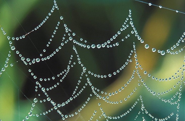Dewed Web