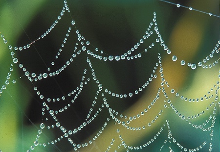 Dewed Web