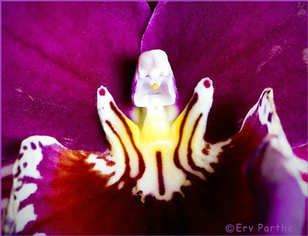 Someone lurking inside a beautiful orchid