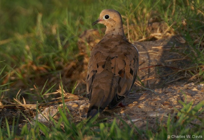 Mourning Dove