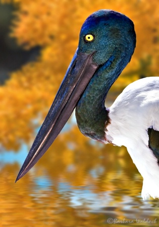 Jabiru