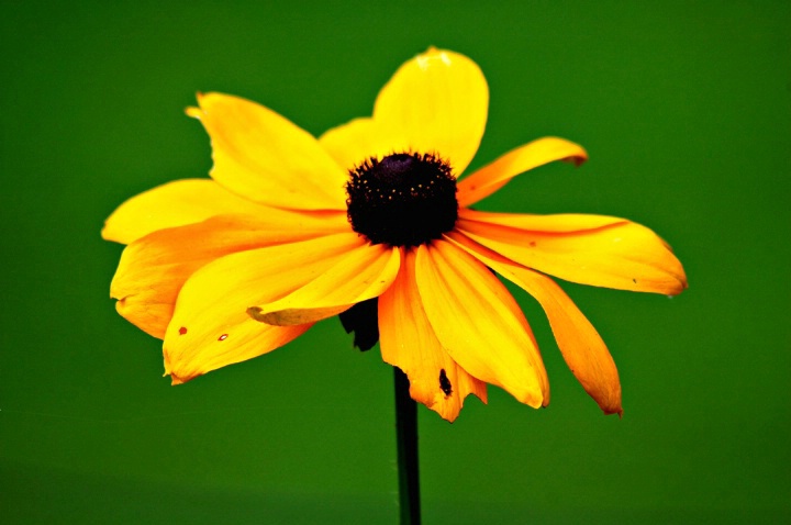 Yellow Daisy - ID: 4426113 © VISHVAJIT JUIKAR